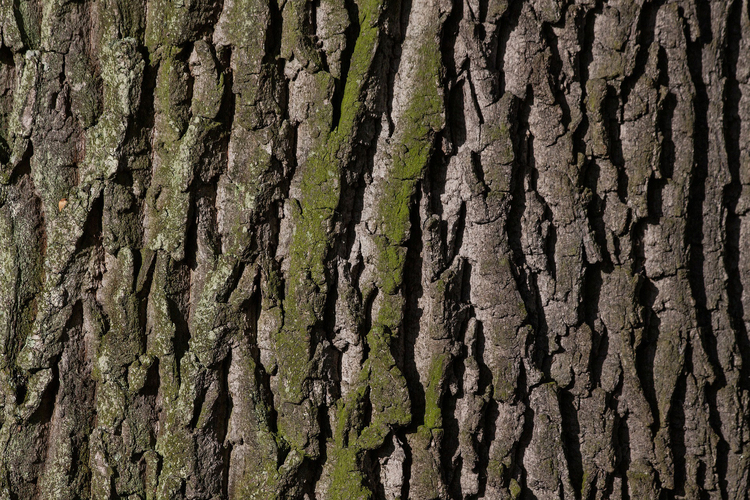 Photo trunk of tree