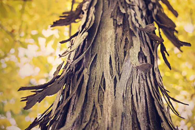 Photo trunk of tree