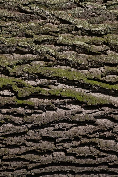 trunk of tree