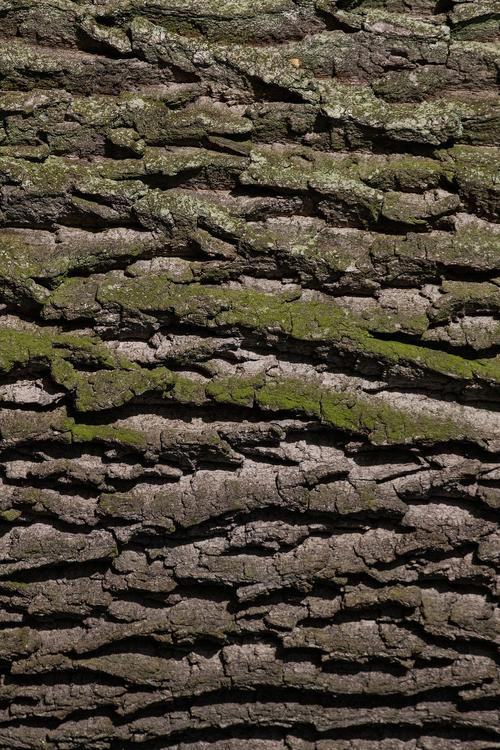 trunk of tree