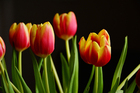 tulips