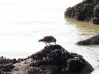 turnstone