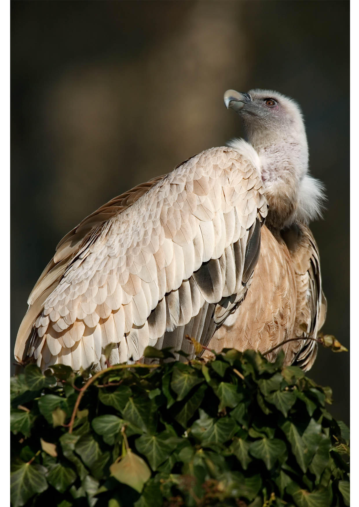 Photo vulture