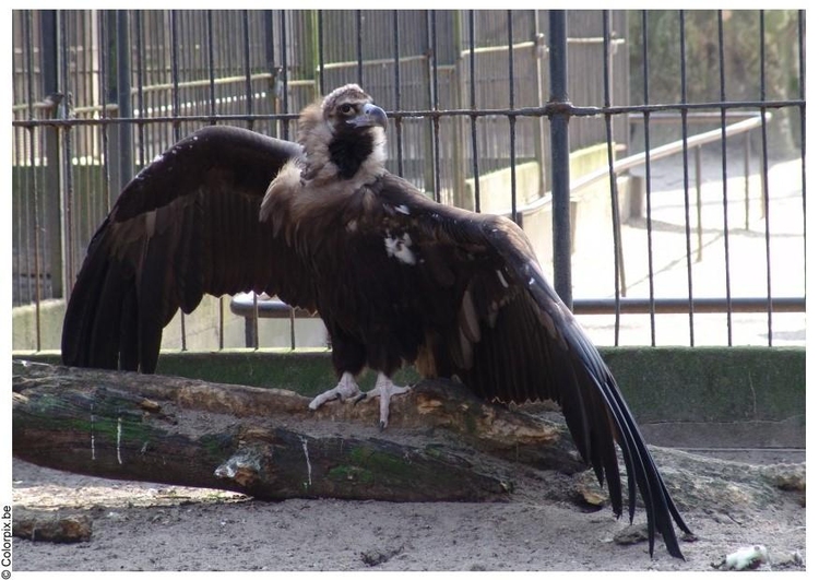 Photo vulture