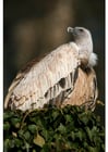 Photos vulture