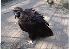 vulture