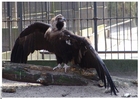 vulture