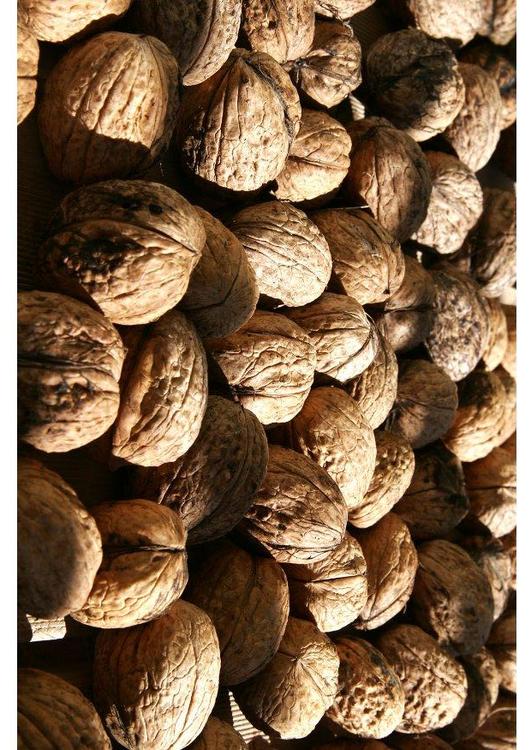 walnut