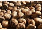 walnut