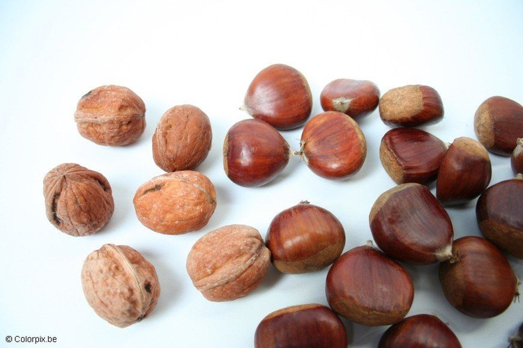 Photo walnuts and chesnuts