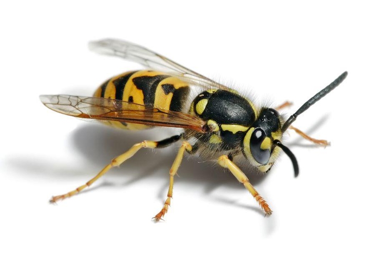 Photo wasp