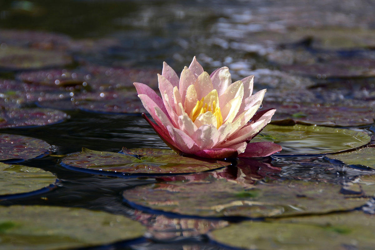 Photo water lily