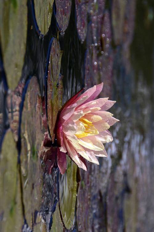 water lily