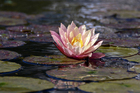 Photos water lily