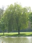 Photo weeping willow