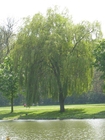 weeping willow