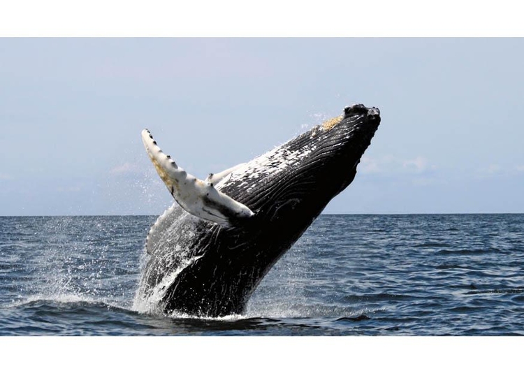 Photo whale