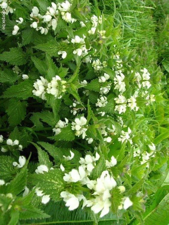 white stinging nettle