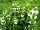 white stinging nettle