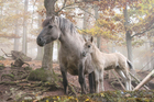 Photo wild horses