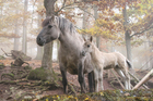 Photos wild horses