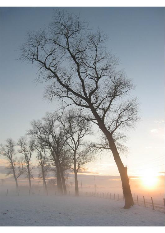 winter scene