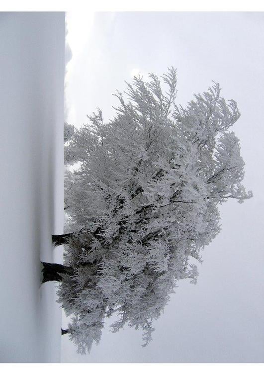 tree in the winter