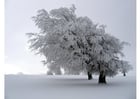 Photos tree in the winter