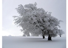 Photo tree in the winter