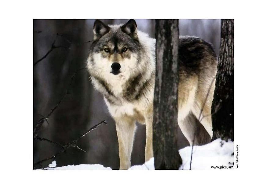 Photo wolf