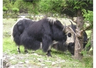 yak