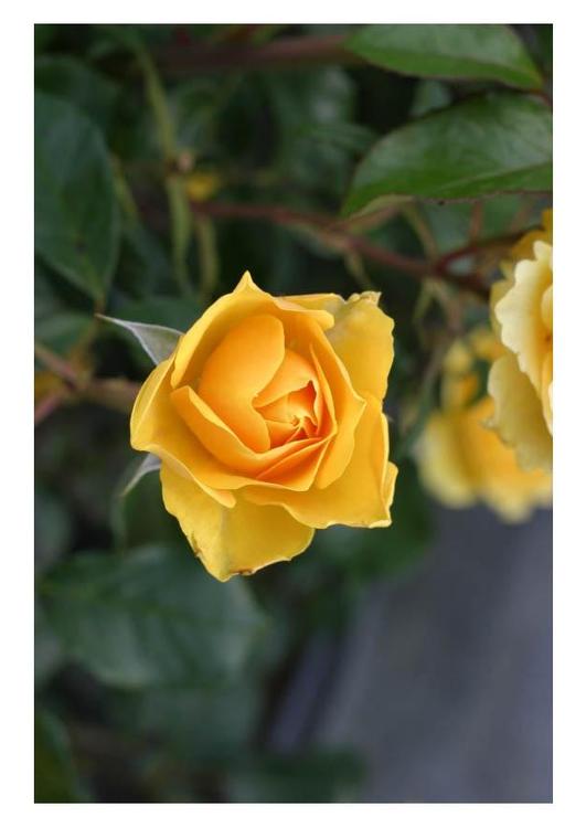 yellow rose