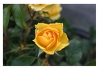 Photo yellow rose