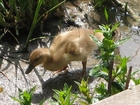 Photo young duck
