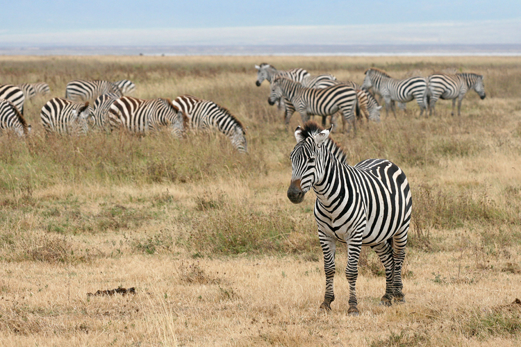 Photo zebra